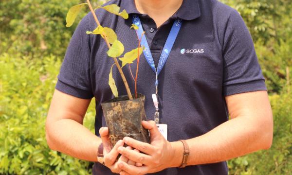 A SCGÁS expande seu programa de sustentabilidade, promovendo o plantio de mudas nativas em cidades de Santa Catarina