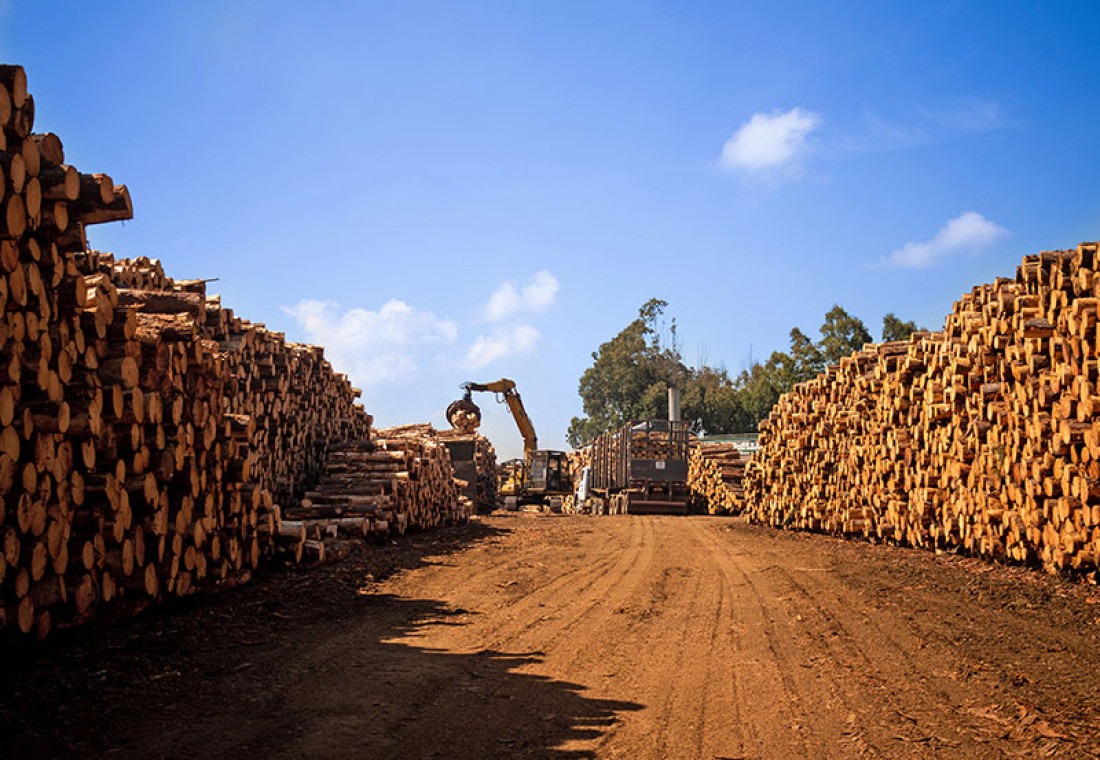 Em Lages, a operação da P&P: móveis de pinus com variados tipos de acabamentos