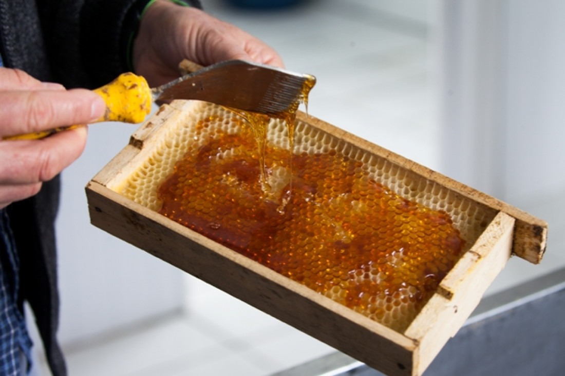 Produção de mel