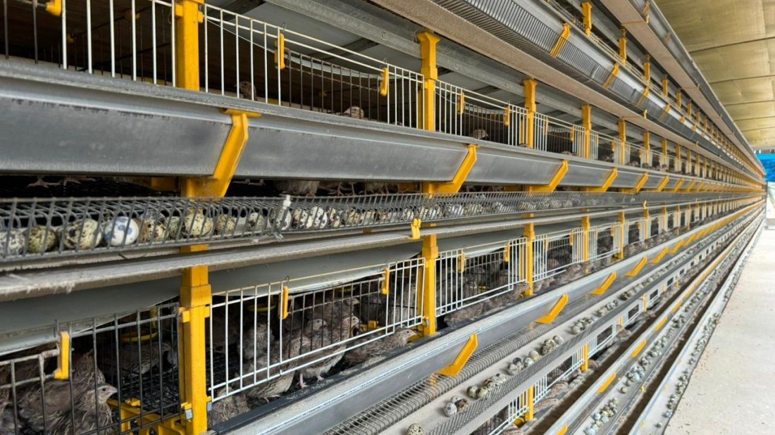 De acordo com FACISC, cornicultura vem sendo importante tanto para a geração de renda, como para o aumento da formalidade na agropecuária