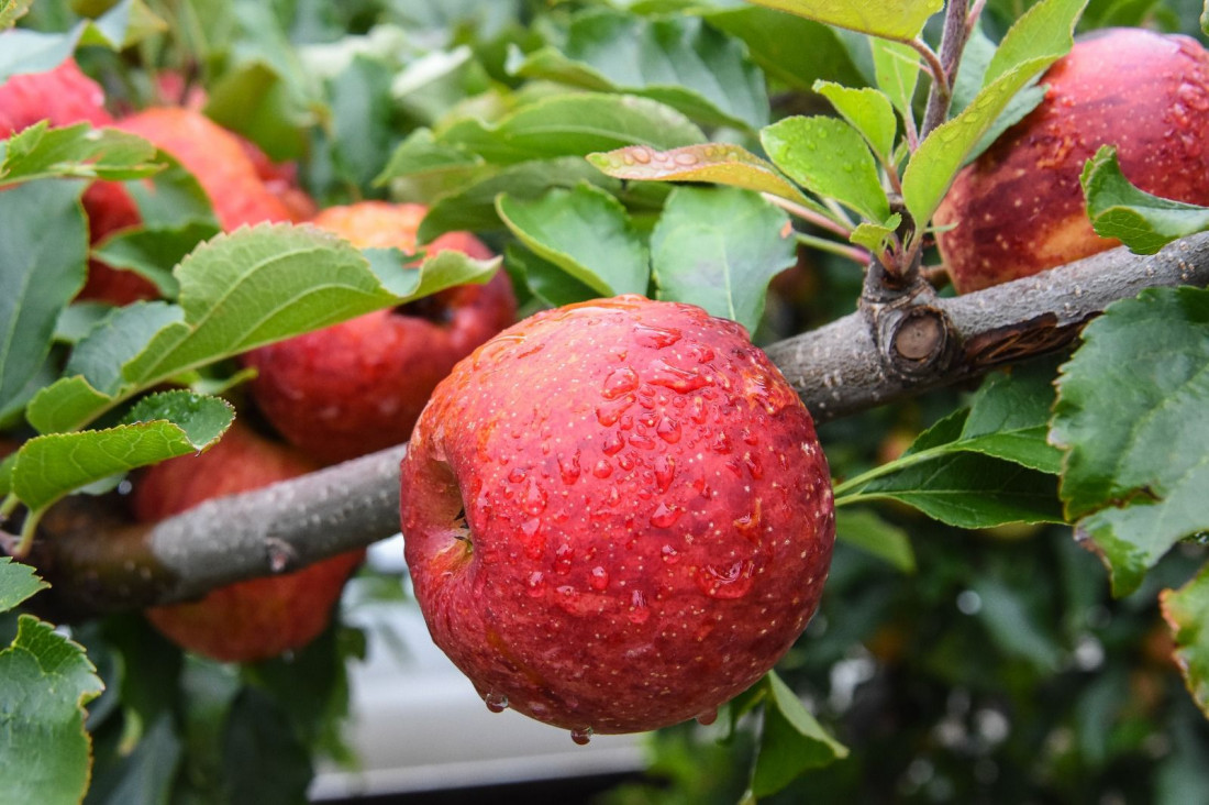 Um marco histórico para Santa Catarina: o Fórum Catarinense de Indicações Geográficas (IGs) é uma iniciativa inédita que reúne produtores, entidades e o mercado para promover o diálogo, valorizar e integrar os produtos locais reconhecidos por sua origem e qualidade