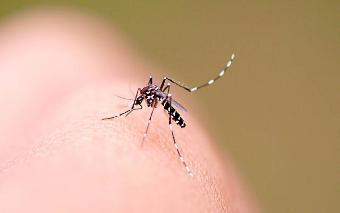 Santa Catarina registra aumento significativo no número de casos de dengue. Entre dezembro de 2024 e janeiro de 2025, foram contabilizados mais de 2.100 casos e quase 1.500 focos do mosquito Aedes aegypti