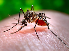 Segundo o Boletim Epidemiol&oacute;gico, foram identificados 29.085 focos do mosquito Aedes aegypti, em 249 munic&iacute;pios