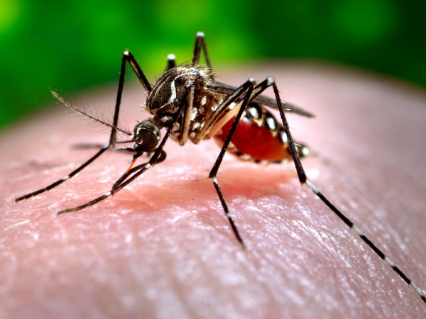 Segundo o Boletim Epidemiol&oacute;gico, foram identificados 29.085 focos do mosquito Aedes aegypti, em 249 munic&iacute;pios