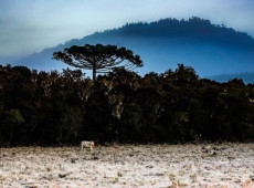 A Defesa Civil de Santa Catarina emite alerta de frio intenso e possibilidade de neve para a Serra e Meio-Oeste