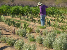 Estudo mostra ganhos necessários para vida digna em áreas do semiárido
