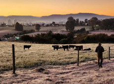 O pesquisador Cassiano enfrentou o frio no amanhecer da quarta, 25, para verificar pastagem e gado na Estação Experimental da Epagri, em Lages