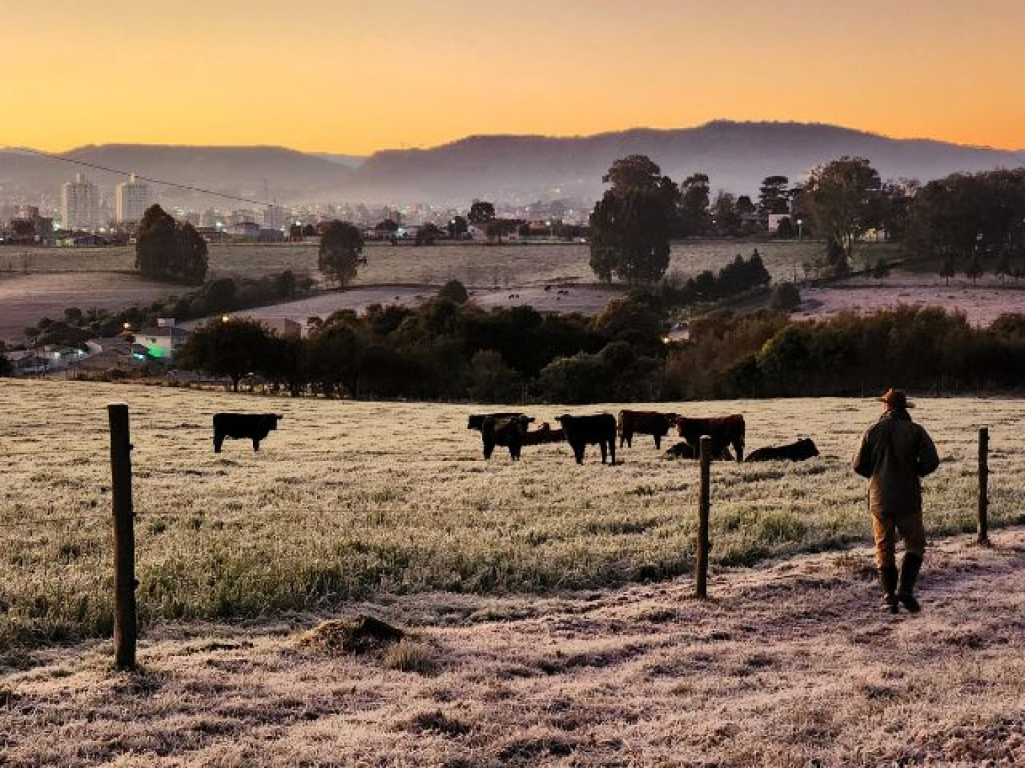 O pesquisador Cassiano enfrentou o frio no amanhecer da quarta, 25, para verificar pastagem e gado na Estação Experimental da Epagri, em Lages