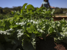 Parceria destina R$ 299 milhões para agricultura familiar na Bahia