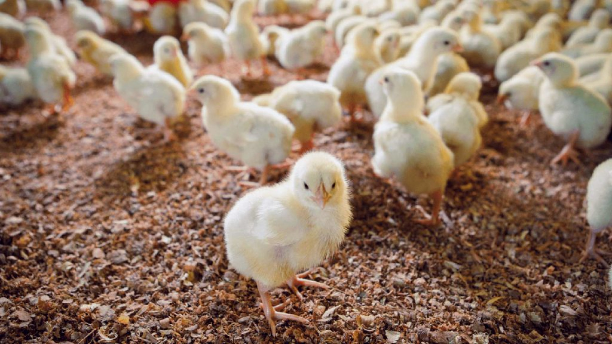 Florianópolis será palco de um dos principais encontros da avicultura brasileira