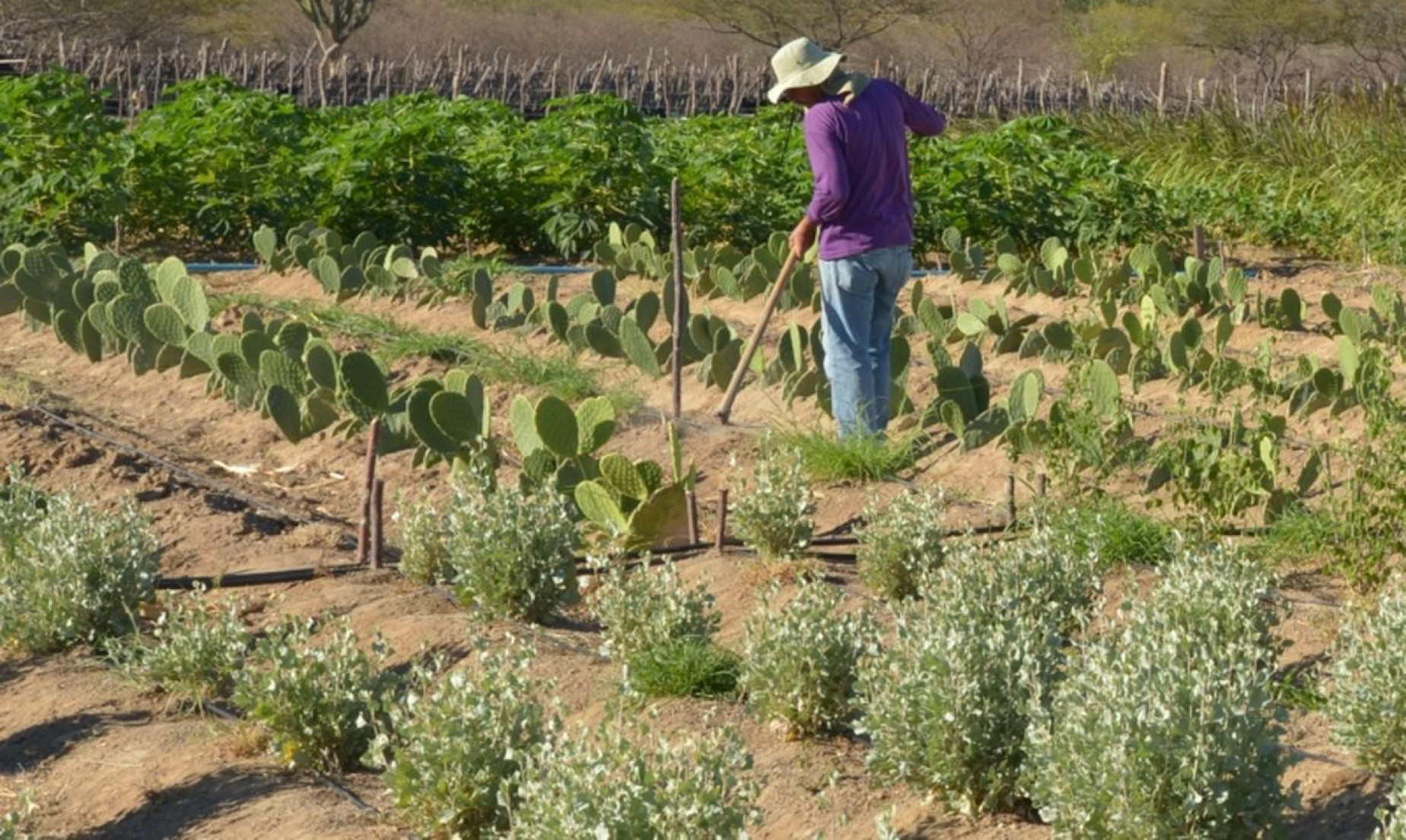Rendimento de trabalhador rural sobe 5,5% no 1º trimestre