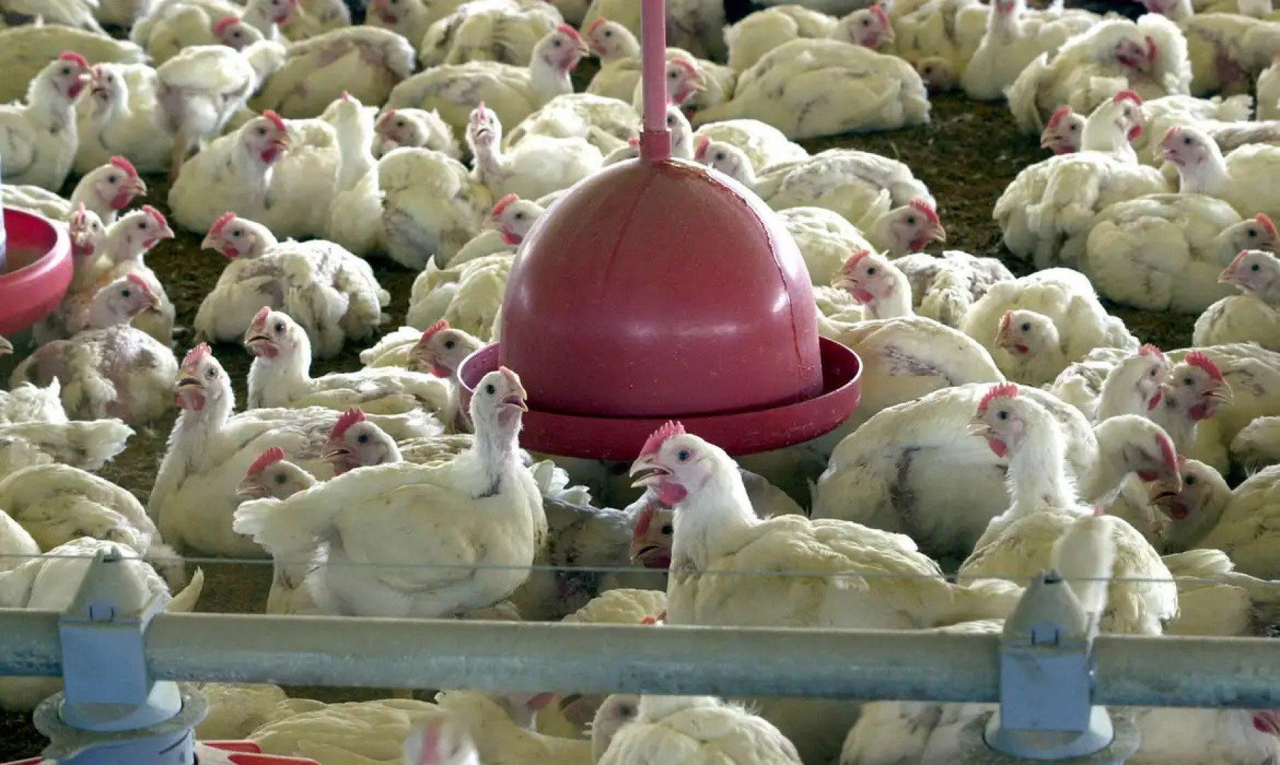 Chile e Arábia Saudita retiram restrição à carne de frango do Brasil