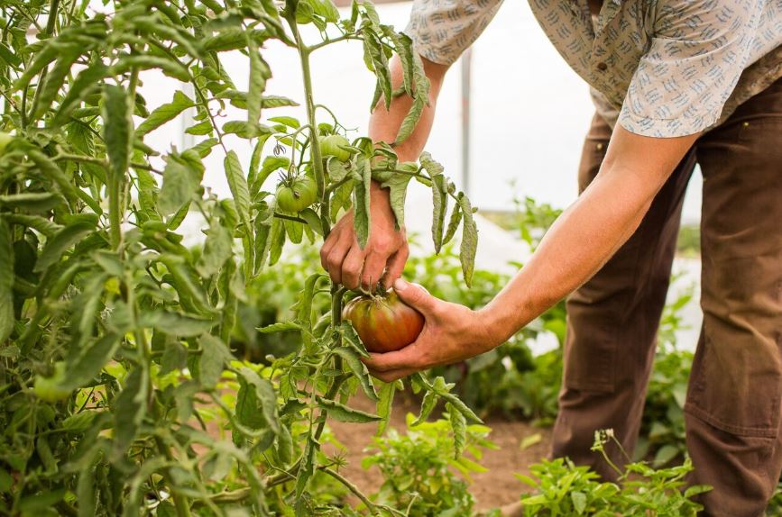 Governo lança pacote de até R$ 12 bi para agricultores quitarem dívidas, com juros subsidiados e prazos estendidos