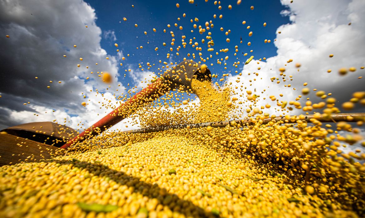 Valor da produção agrícola brasileira recua 3,9% em 2024, mostra IBGE
