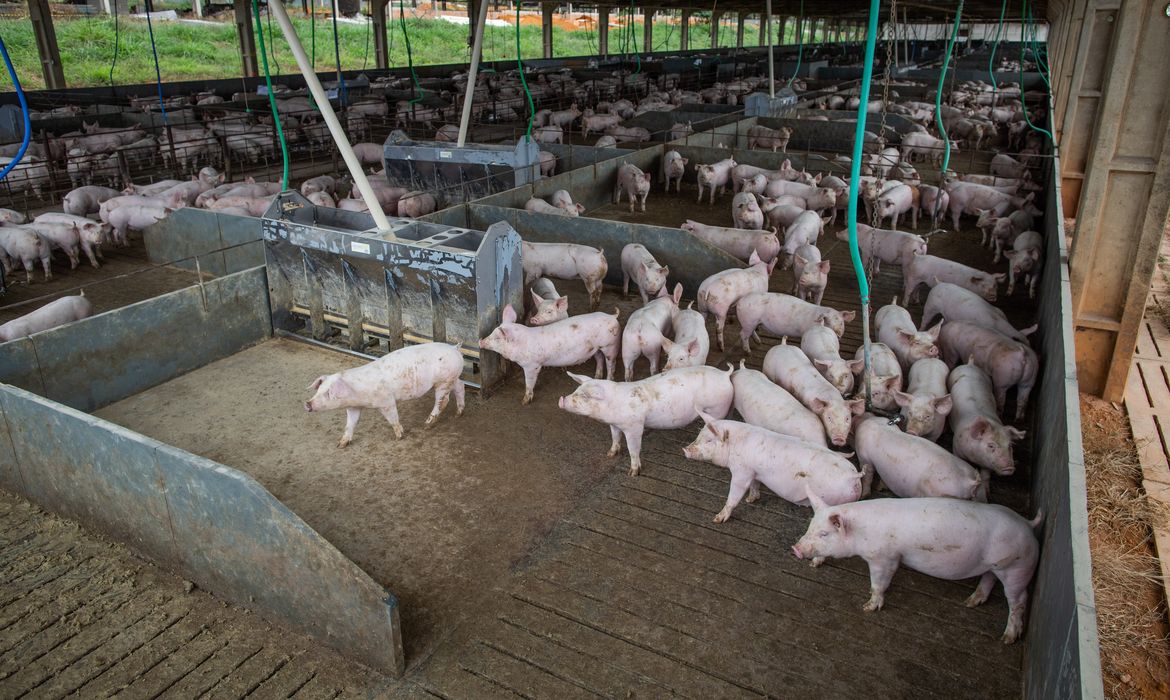 Produção de carne suína e de frango terá volume recorde em 2026