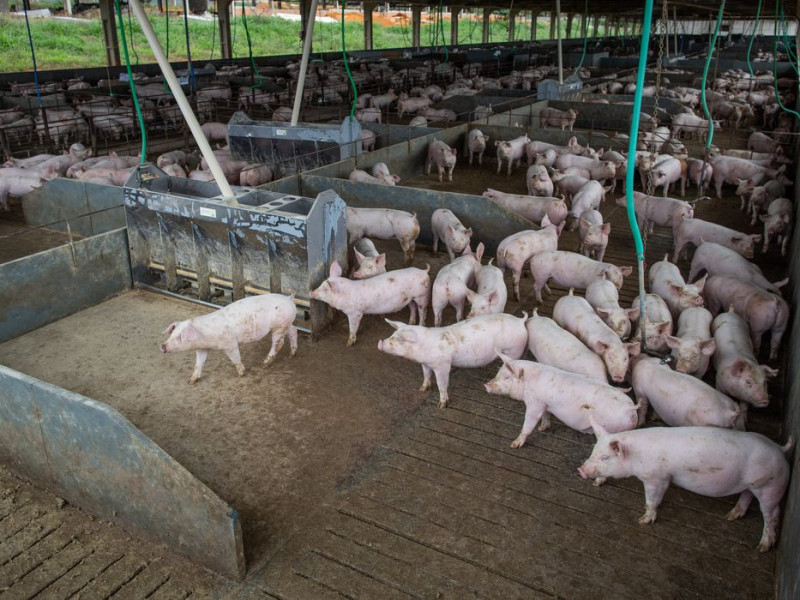 Produção de carne suína e de frango terá volume recorde em 2026