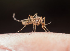 Santa Catarina registra aumento de 230% nos casos de dengue em setembro de 2025