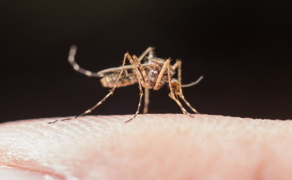 Santa Catarina registra aumento de 230% nos casos de dengue em setembro de 2025