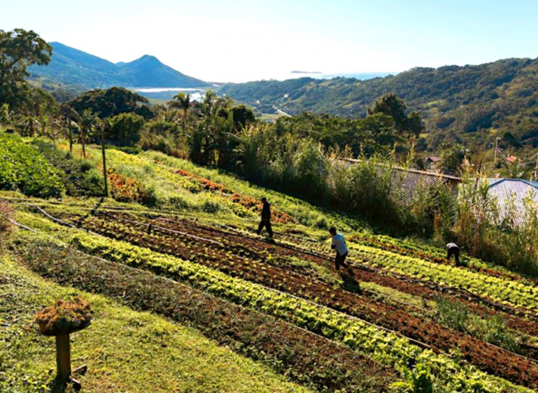Em Garopaba (SC), verduras orgânicas da merenda escolar vêm de território quilombola