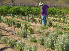 CMN simplifica crédito rural a populações tradicionais e extrativistas