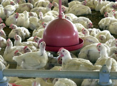 China suspende proibição de compra de carne de frango do Brasil