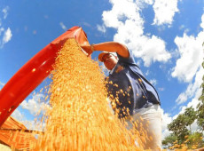 Safra deve recuar 3,7% em 2026, depois de um 2025 recorde