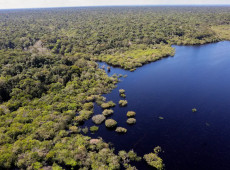 COP30: quarto leilão do Eco Invest terá foco exclusivo na Amazônia