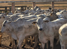 Carne está entre os produtos isentos da tarifa de 40% 