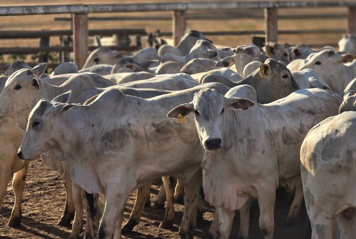 Carne está entre os produtos isentos da tarifa de 40% 