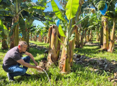 Experimento sobre irrigação para bananicultura da Epagri comprova aumento de produtividade e de qualidade
