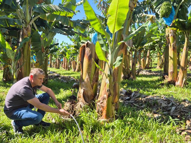 Experimento sobre irrigação para bananicultura da Epagri comprova aumento de produtividade e de qualidade

