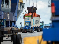 Desempenho anual confirma retomada da avicultura brasileira