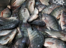 .Entre as exig&ecirc;ncias est&atilde;o a apresenta&ccedil;&atilde;o de toda a documenta&ccedil;&atilde;o sanit&aacute;ria e aduaneira