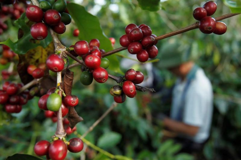 Exportação de café pelo Brasil atinge recorde de US$15,6 bi em 2025
