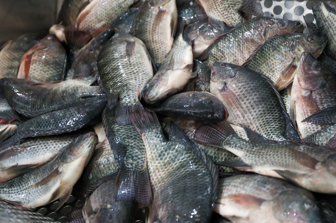 .Entre as exigências estão a apresentação de toda a documentação sanitária e aduaneira