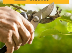 Secretaria de Servi&ccedil;os Urbanos divulga cronograma semanal
