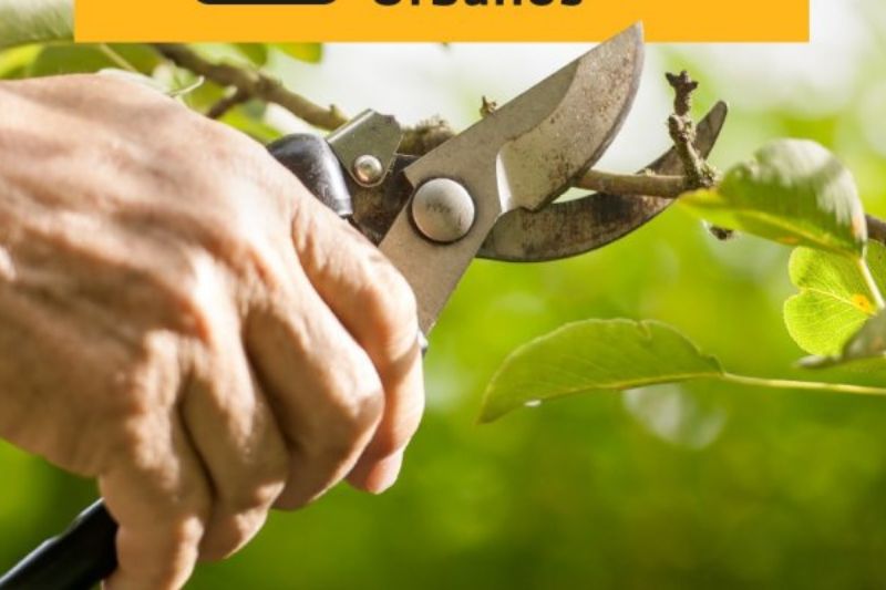 Secretaria de Serviços Urbanos divulga cronograma semanal
