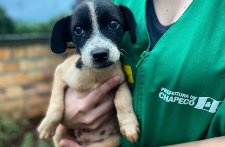 Prefeitura de Chapecó encaminha projeto de lei Cão Orelha para proteger animais comunitários
