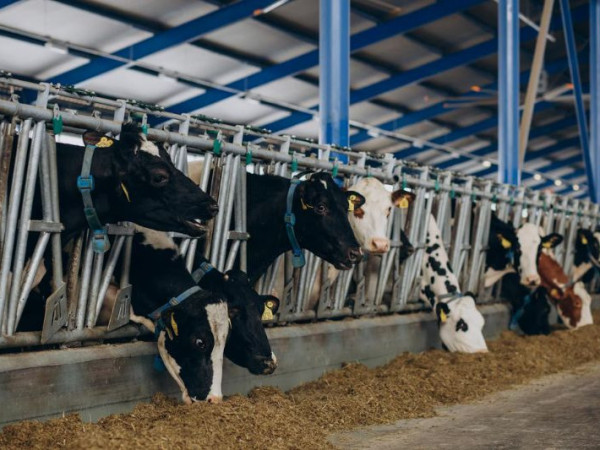 Produ&ccedil;&atilde;o recorde e pre&ccedil;os em queda: perspectivas para o mercado de leite em 2026
