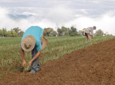 Planta&ccedil;&atilde;o de cebola