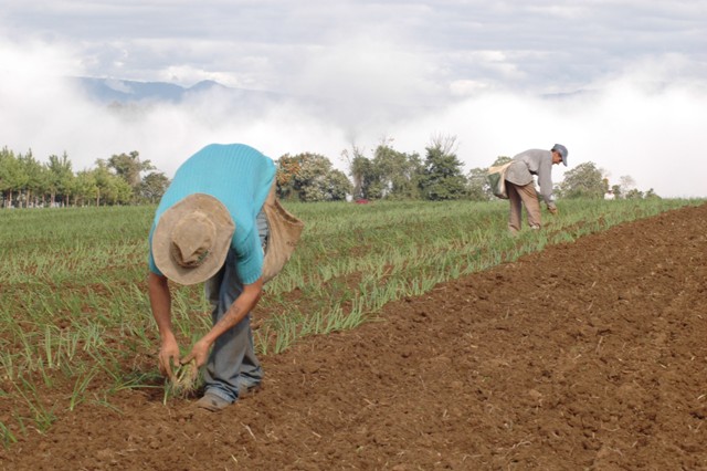Planta&ccedil;&atilde;o de cebola