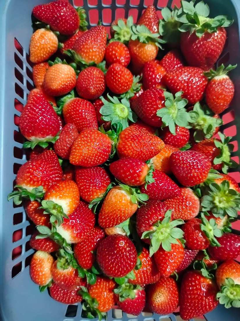 A produ&ccedil;&atilde;o de morangos surgiu h&aacute; cerca de oito anos