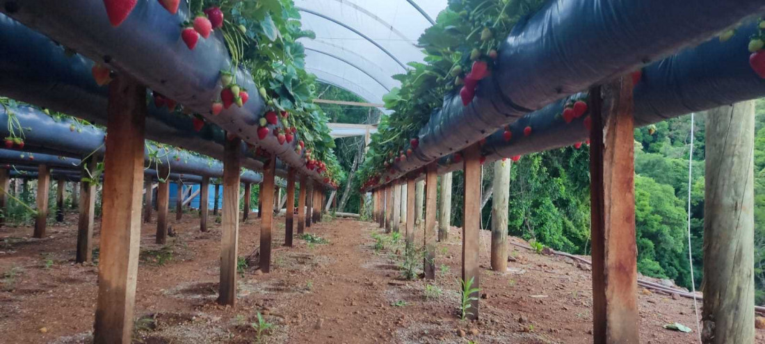 A produção de morangos surgiu há cerca de oito anos, quando o casal decidiu deixar a construção civil e retornar às origens no interior