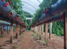 A produ&ccedil;&atilde;o de morangos surgiu h&aacute; cerca de oito anos, quando o casal decidiu deixar a constru&ccedil;&atilde;o civil e retornar &agrave;s origens no interior