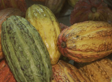 Governo suspende importa&ccedil;&atilde;o de cacau da Costa do Marfim