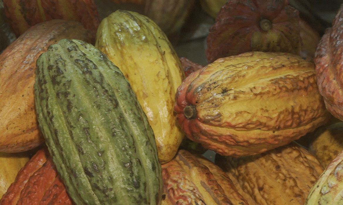 Governo suspende importação de cacau da Costa do Marfim