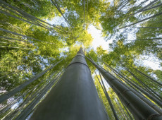 As iniciativas vencedoras receber&atilde;o o Trof&eacute;u Onda Verde em cerim&ocirc;nia oficial a ser realizada em Florian&oacute;polis.