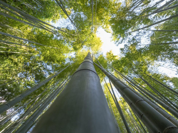 As iniciativas vencedoras receber&atilde;o o Trof&eacute;u Onda Verde em cerim&ocirc;nia oficial a ser realizada em Florian&oacute;polis.