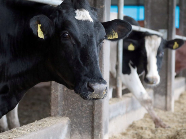 O Pronampe Leite BRDE/SC &eacute; formulado em parceria com a Secretaria de Estado da Agricultura e Pecu&aacute;ria (Sape)