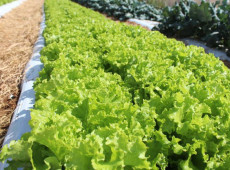 Embrapa inaugura Unidade Mista de Pesquisa e Inova&ccedil;&atilde;o em Mato Grosso